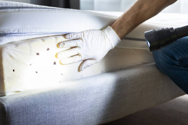 Flea Control Services in Jennerstown, PA