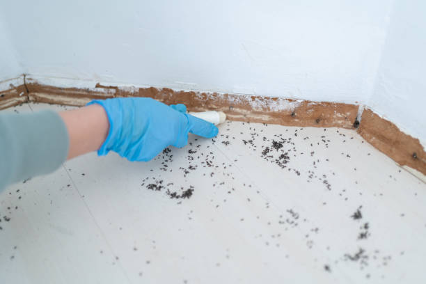 Best Wasp Removal Services  in Jennerstown, PA